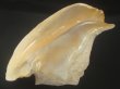 画像3: ダイオウソデ(Titanostrombus goliath) 約2,395ｇ　300ｍｍ　大　特老成　特美品 (3)