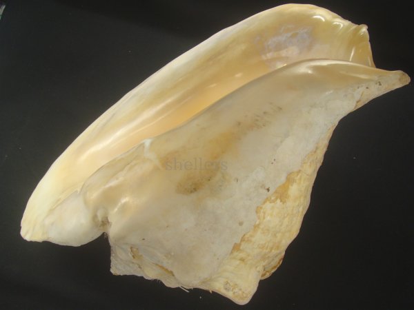 画像3: ダイオウソデ(Titanostrombus goliath) 約2,470ｇ　305ｍｍ　大　特老成　美品 (3)
