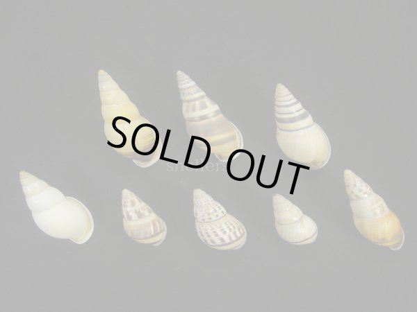 画像2: Amphidromus(Syndromus) 美品セット1 (2)