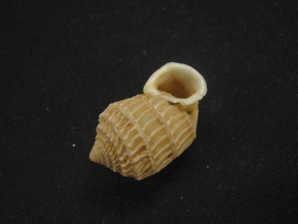 画像3: オオタワラの仲間(Cerion Geophilus) ファットフォーム (3)