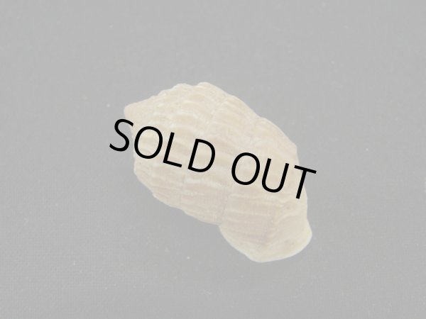 画像2: オオタワラの仲間(Cerion Geophilus) ファットフォーム (2)