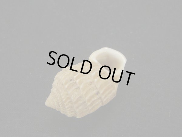 画像3: オオタワラの仲間(Cerion Geophilus) ファットフォーム (3)