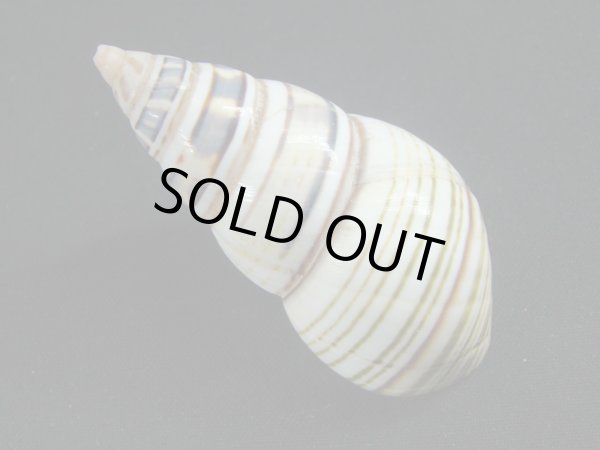 画像2: オースティンイトヒキマイマイ (2)