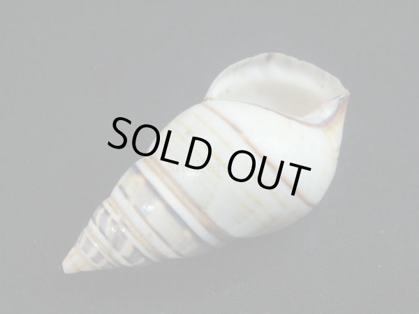 画像3: オースティンイトヒキマイマイ (3)