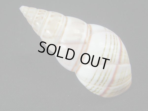 画像2: オースティンイトヒキマイマイ　桜 (2)