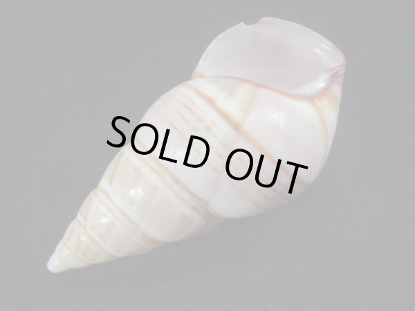 画像3: オースティンイトヒキマイマイ　桜 (3)