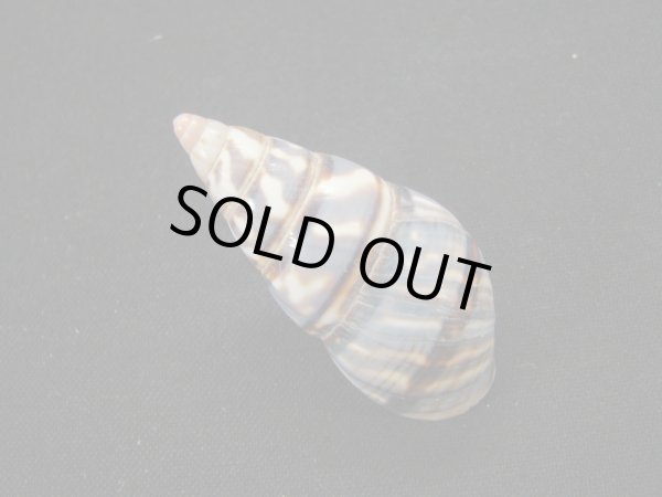 画像2: トラフイトヒキマイマイ (2)