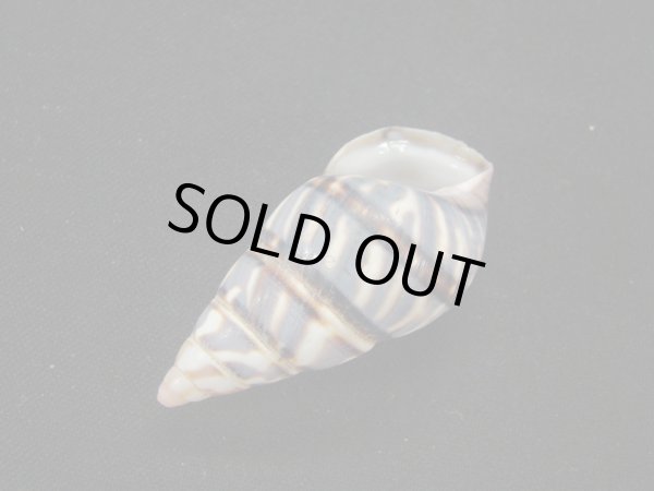 画像3: トラフイトヒキマイマイ (3)