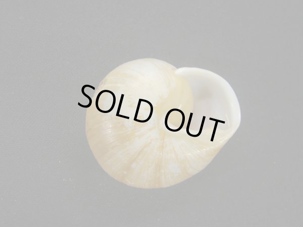 画像2: Zachrysia guanensis costulata (2)