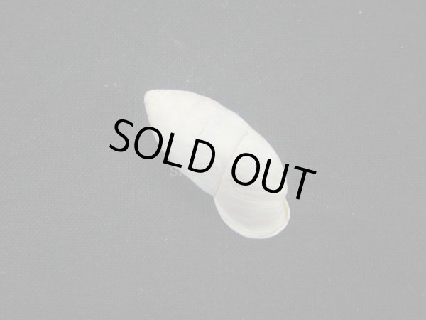 画像2: Cerion tridentatum (2)