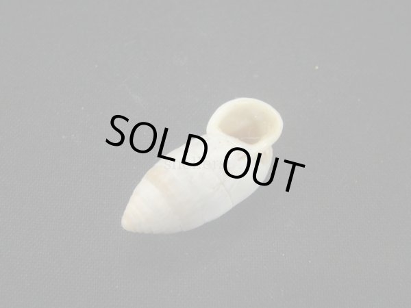 画像3: Cerion tridentatum (3)