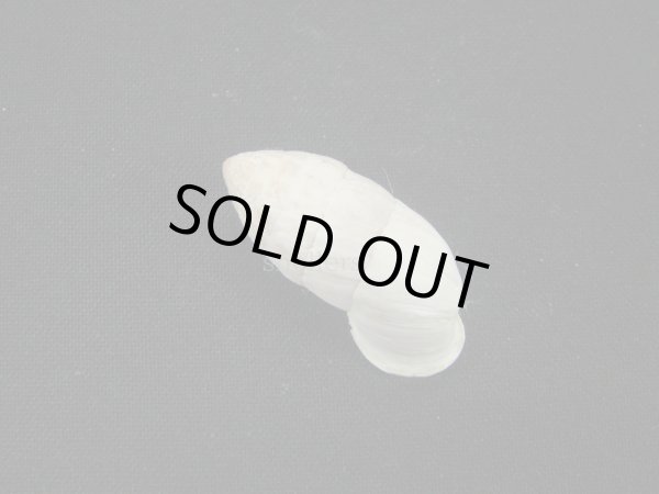 画像2: Cerion tridentatum (2)