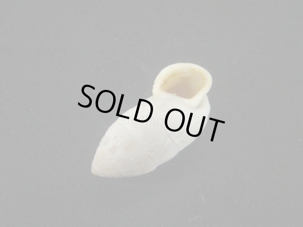 画像3: Cerion tridentatum (3)