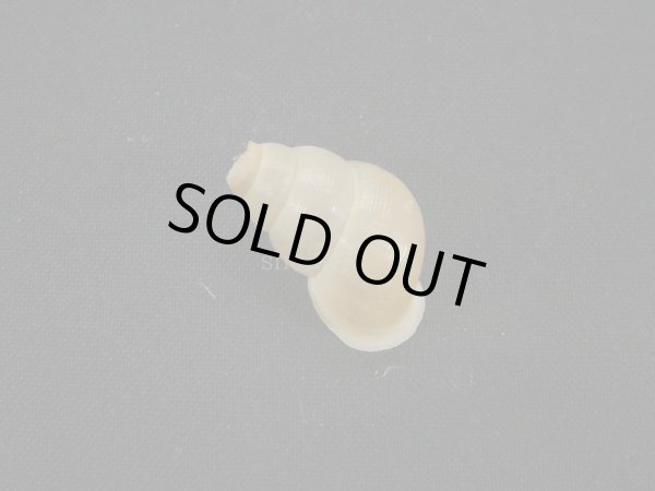 画像2: Chondropoma pictum arangoi (2)