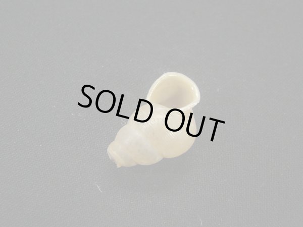 画像3: Chondropoma pictum arangoi (3)