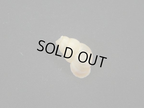 画像2: Chondropoma pictum arangoi (2)