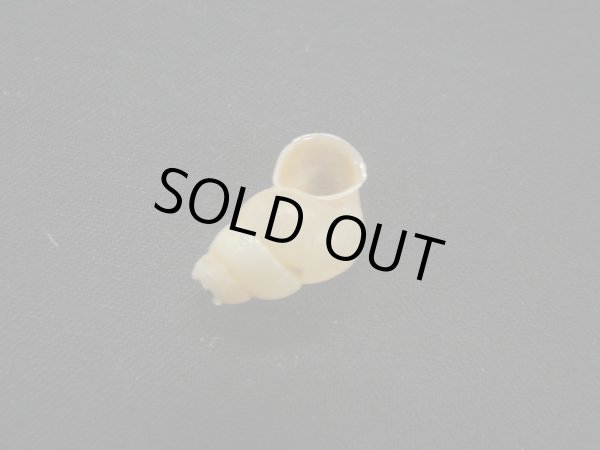 画像3: Chondropoma pictum arangoi (3)