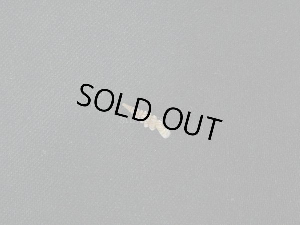 画像2: Tetrentodon filiola (2)