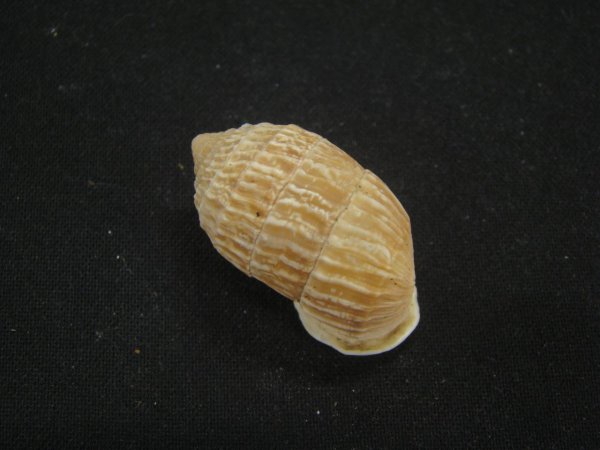 画像2: オオタワラの仲間(Cerion Geophilus) (2)