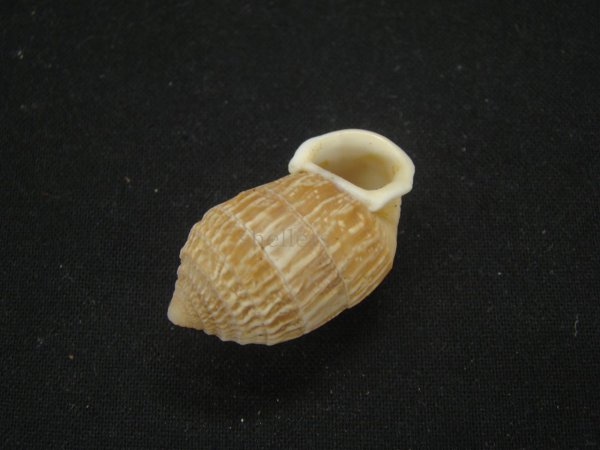 画像3: オオタワラの仲間(Cerion Geophilus) (3)