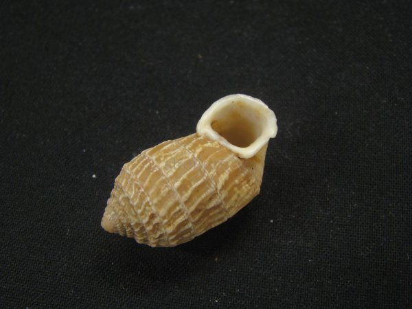 画像3: オオタワラの仲間(Cerion Geophilus) スレンダーフォーム (3)