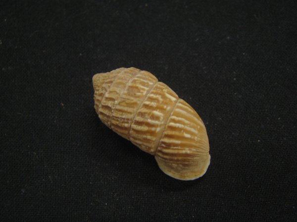 画像2: オオタワラの仲間(Cerion Geophilus) スレンダーフォーム (2)