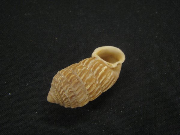 画像3: オオタワラの仲間(Cerion Geophilus) スレンダーフォーム (3)