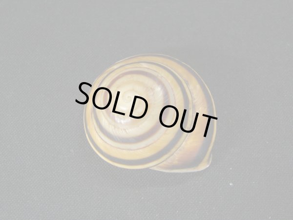 画像2: Caracolus rostrata (2)