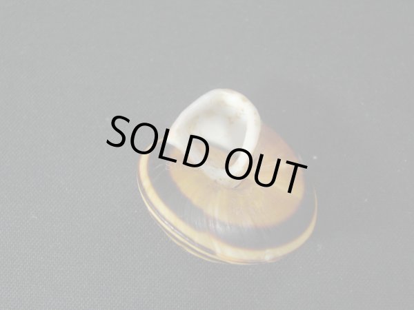 画像3: Caracolus rostrata (3)