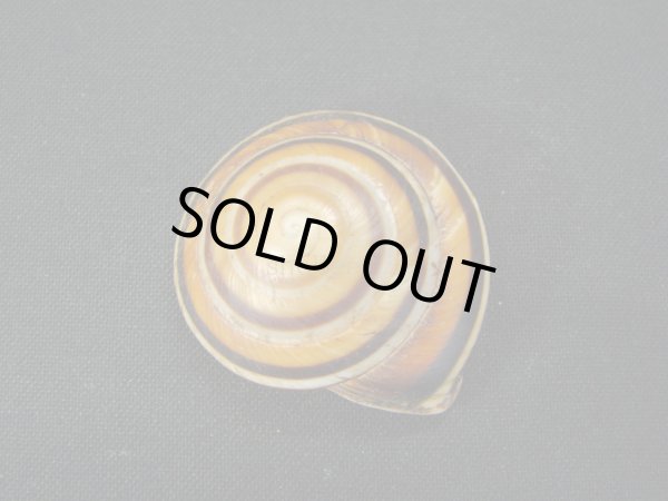 画像2: Caracolus rostrata 美品 (2)