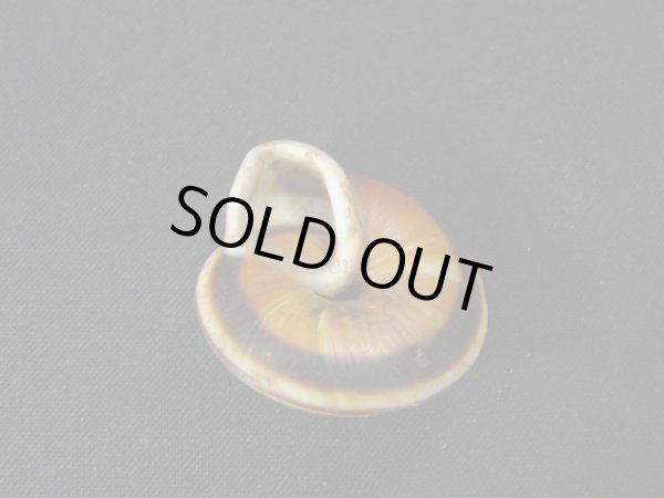 画像3: Caracolus rostrata 美品 (3)