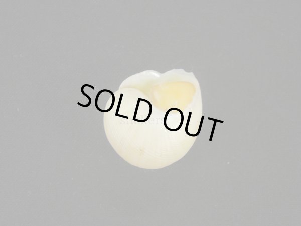 画像2: コガネダマ(Viana regina) 蓋付 (2)