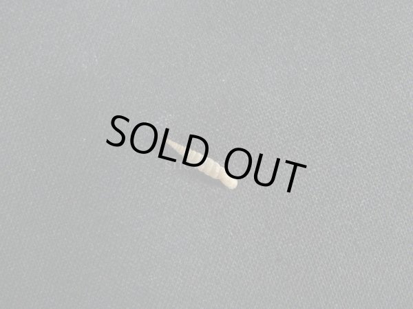 画像2: Tetrentodon perdidoensis 美品 (2)