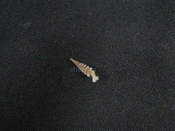 画像2: Tetrentodon filiola (2)