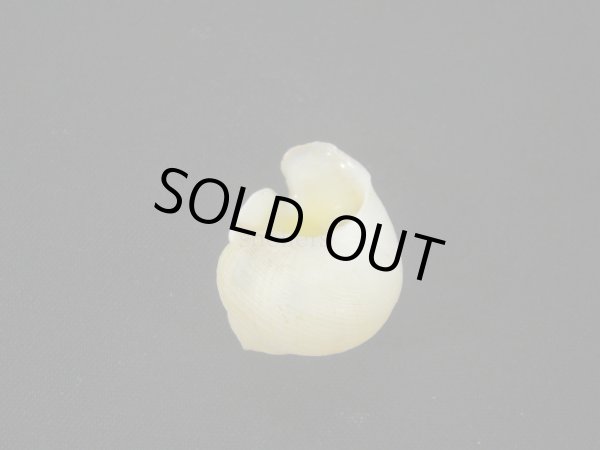 画像2: コガネダマ(Viana regina)  大 美品 (2)