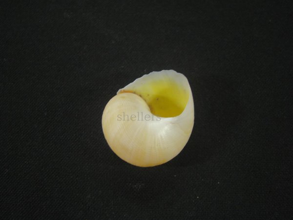 画像2: コガネダマ(Viana regina) 　大 (2)