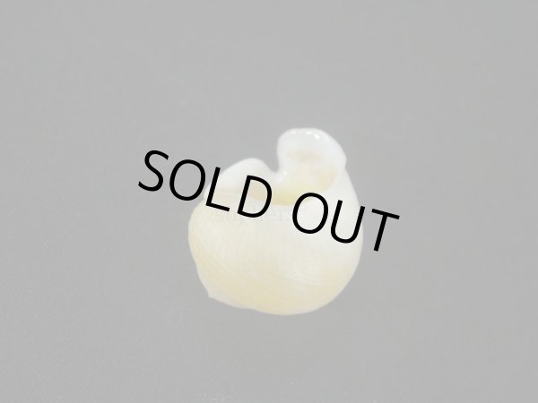 画像2: コガネダマ(Viana regina) 　大　老成　美品 (2)