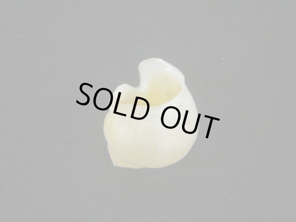 画像2: コガネダマ(Viana regina)  大 老成 美品 (2)