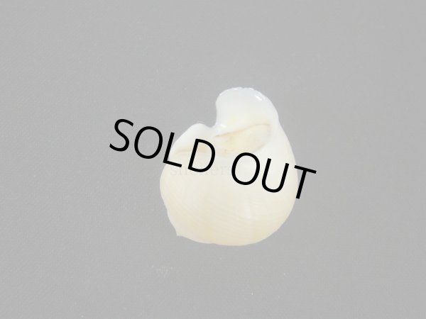 画像2: コガネダマ(Viana regina) 　大　老成　美品　蓋付 (2)