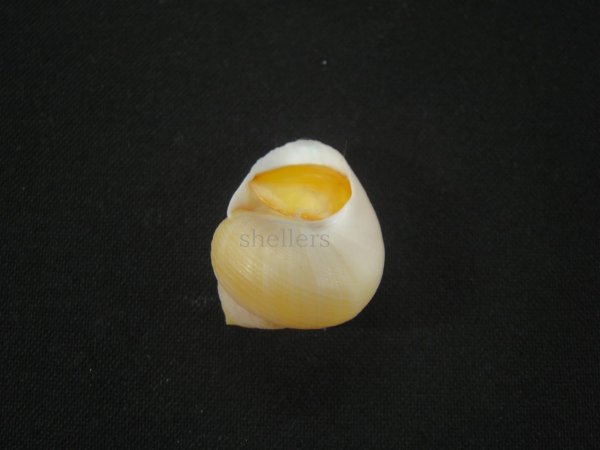 画像2: コガネダマ(Viana regina)  美品 蓋付 (2)