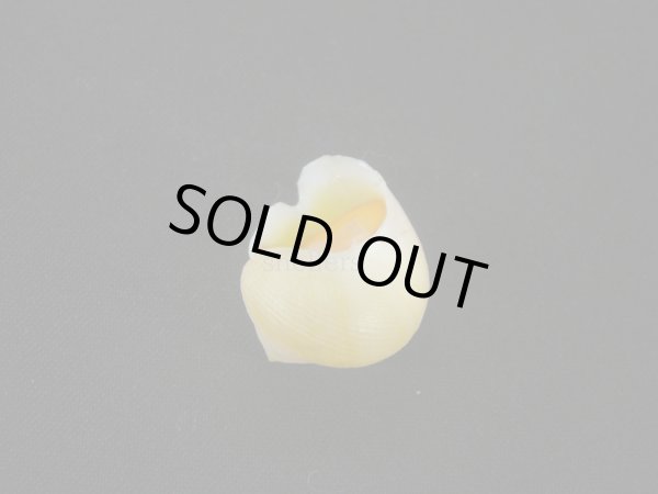 画像2: コガネダマ(Viana regina) 　美品　蓋付 (2)