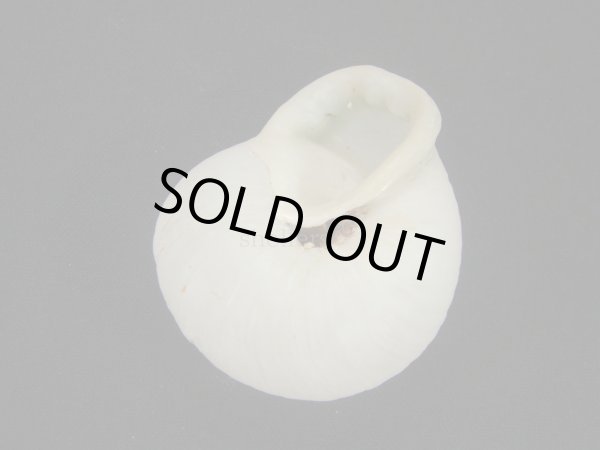 画像2: オオシワクチマイマイ(Polydontes imperator) 老成 美品 (2)