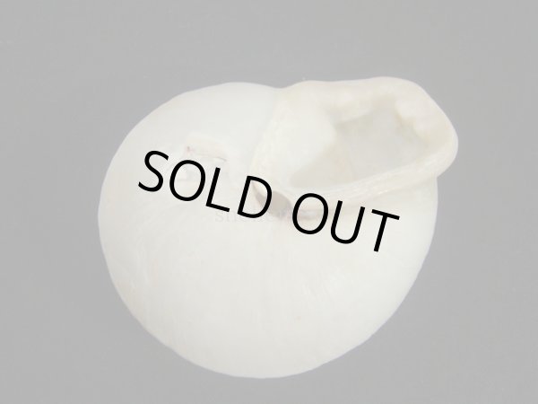 画像2: オオシワクチマイマイ(Polydontes imperator) 老成 大 (2)