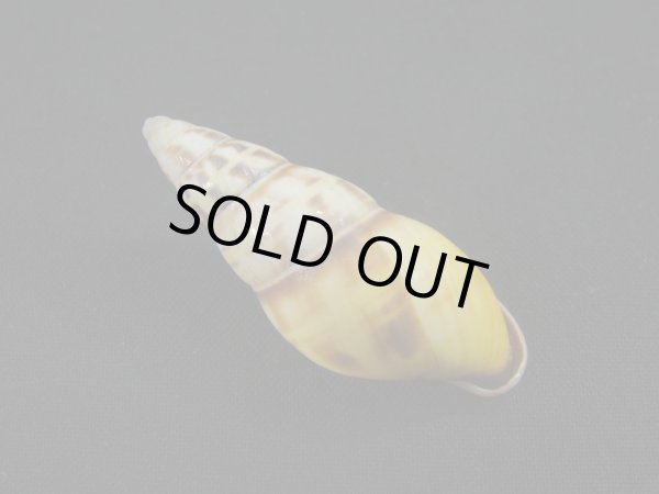 画像2: Amphidromus(Syndromus)furcillatus 赤唇 (2)