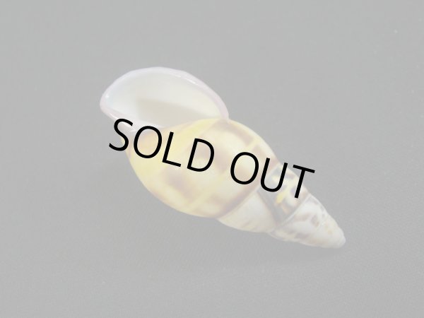 画像3: Amphidromus(Syndromus)furcillatus 赤唇 (3)