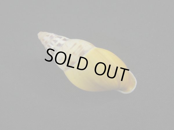 画像2: Amphidromus(Syndromus)furcillatus (2)