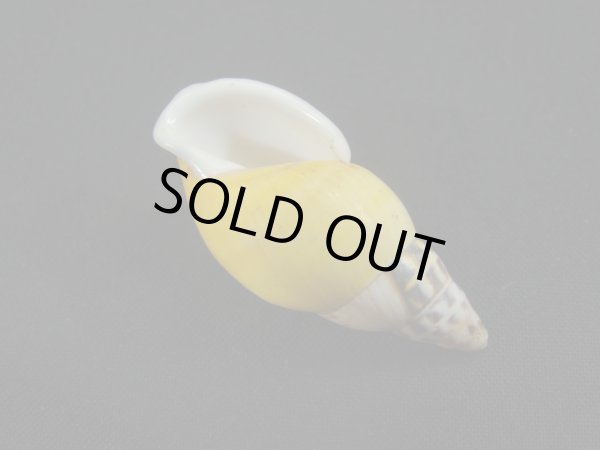 画像3: Amphidromus(Syndromus)furcillatus (3)