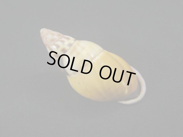 画像2: Amphidromus(Syndromus)furcillatus 老成 赤唇 (2)