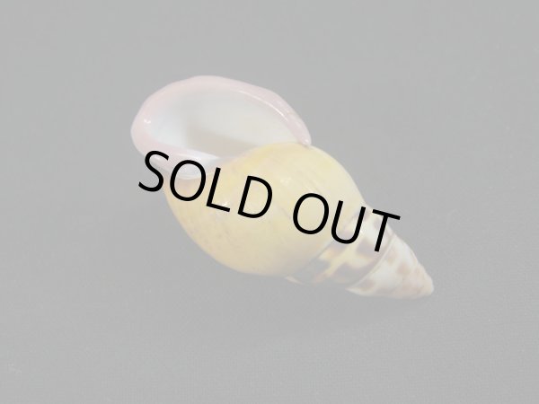 画像3: Amphidromus(Syndromus)furcillatus 老成 赤唇 (3)