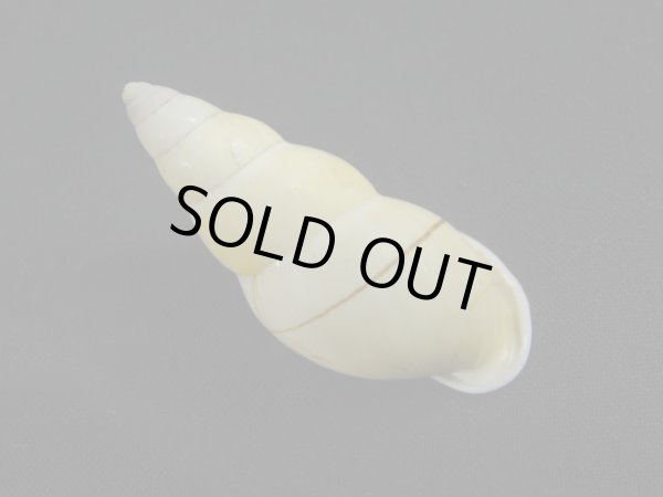 画像2: Amphidromus(Syndromus)inconstans (2)